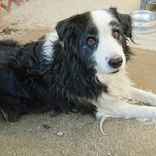 温厚で甘えん坊のボーダーコリーです。