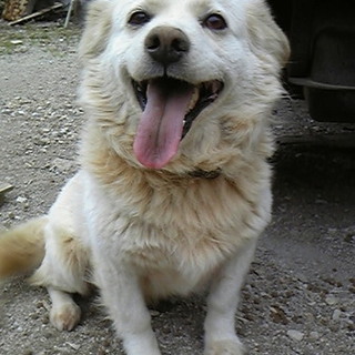元気な犬♂里親募集です