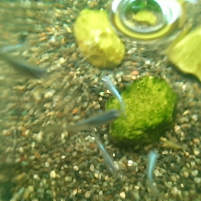 とっちぃーのカバー写真