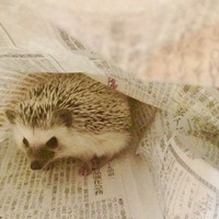 まりも