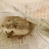 まりも