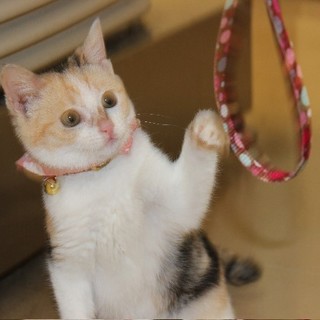 らみ嬢。医療ケア万全。けなげでいじらしい子。