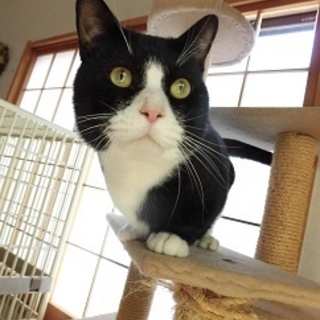 頭のでっかい、はちべえ♪　