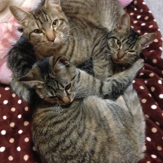 保護猫3兄妹です。