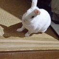 うさちゃん