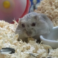 すてぃーぶさん