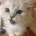 多数の応募があり一旦停止させて頂きます