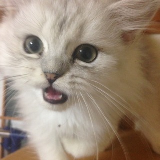 多数の応募があり一旦停止させて頂きます