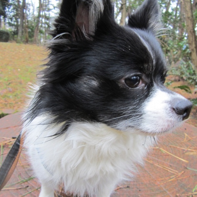 くうちゃんまんのカバー写真
