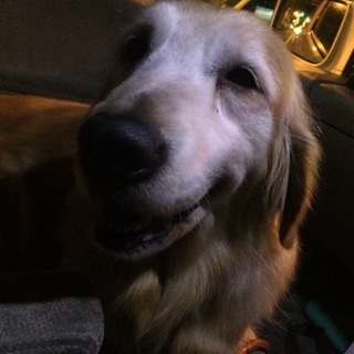 穏やかで愛おしい☆ゴールデン♀