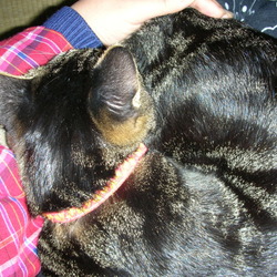 意外と繊細＆食欲魔人