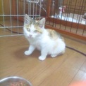 三毛猫ピケちゃん里親様と巡り会いました