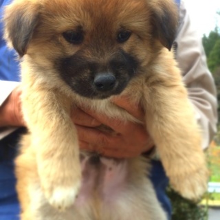 ふわもこ天使を家族にして下さい