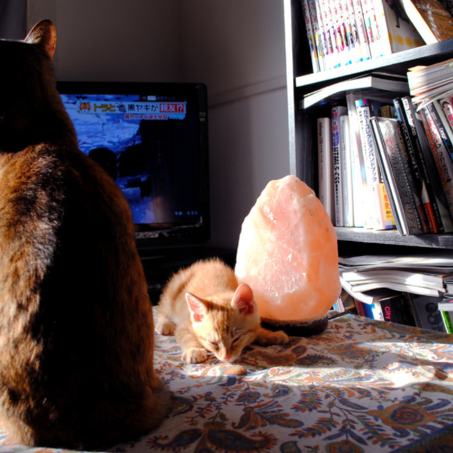 よるるのカバー写真