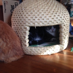 「猫ちぐら(^^)」サムネイル1