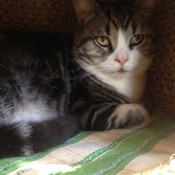 「猫ちぐら(^^)」サムネイル2