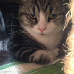 「猫ちぐら(^^)」サムネイル3