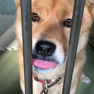 24日期限！性格の良い男の子です！