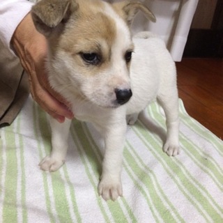 【急募】雑種の子犬を引き取れる方