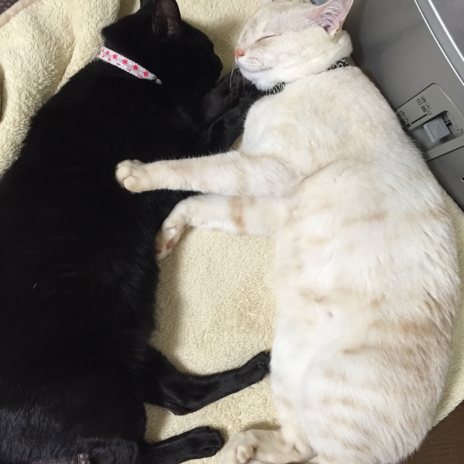 チロくんのカバー写真