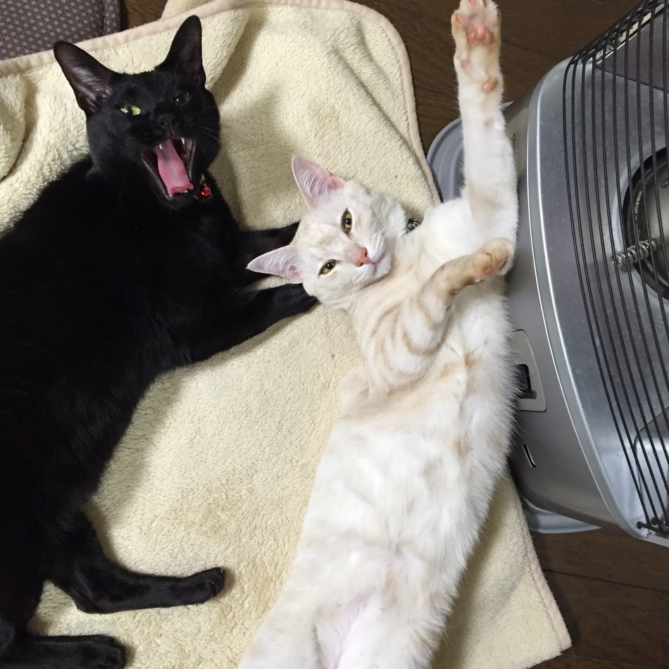 クロちゃんのカバー写真