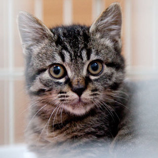 メインクーン風キジ半中毛くん