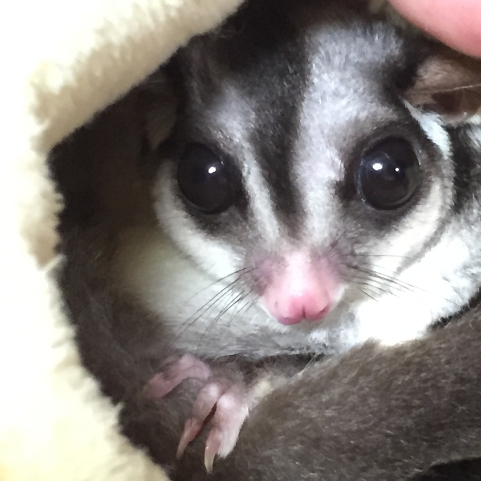 モモちゃんのカバー写真