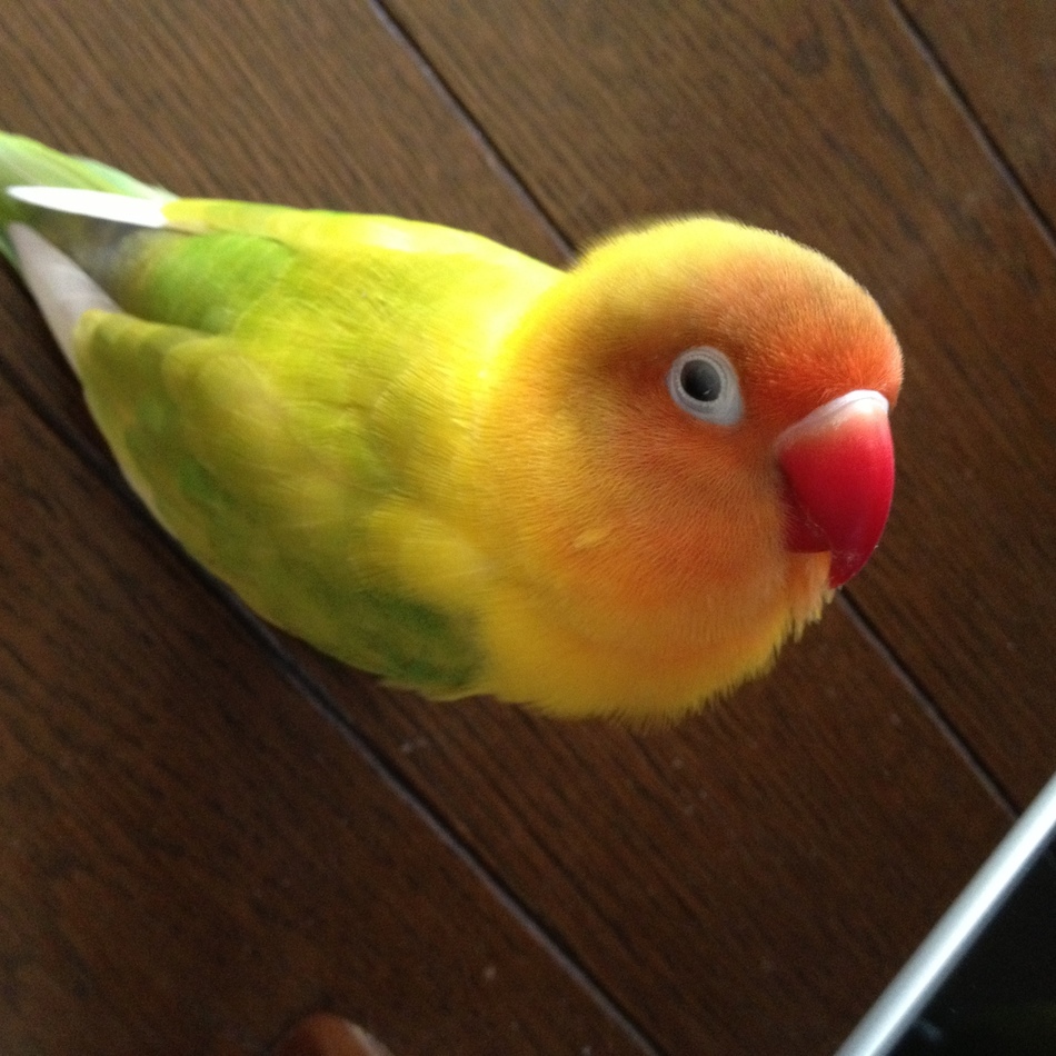 ポポルンのカバー写真