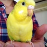 みそらちゃん