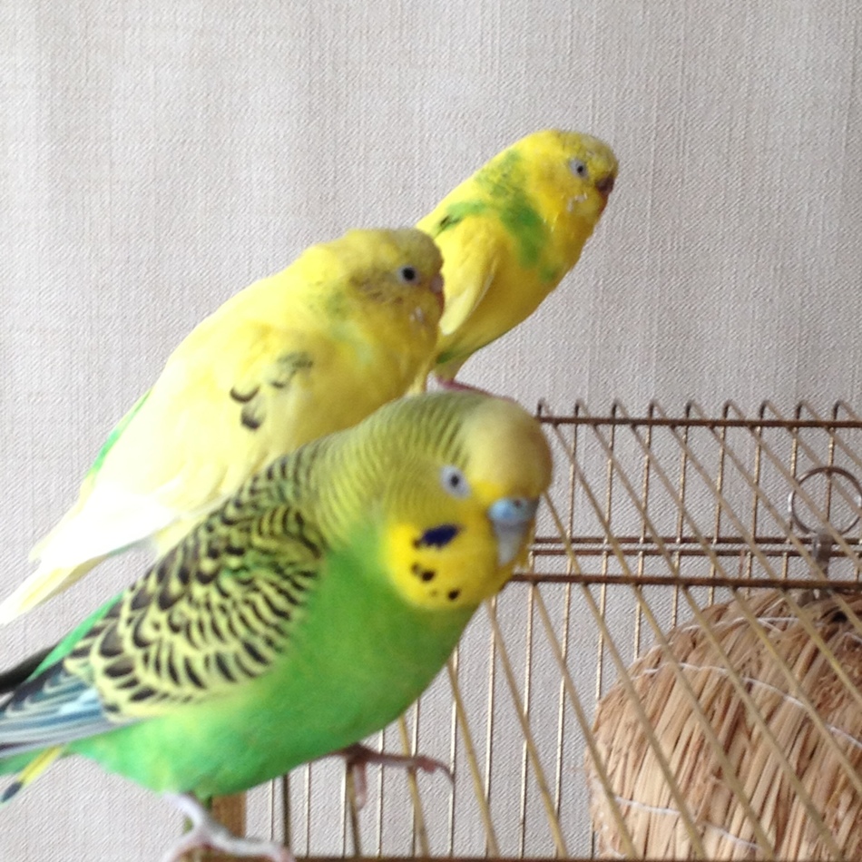 みそらちゃんのカバー写真