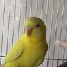 みるく