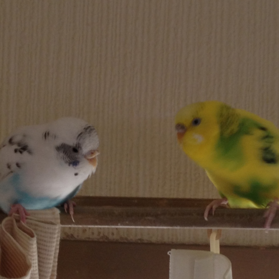 みるくのカバー写真