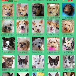 ティアハイムオープンシェルター里親会（12/20、12/23） サムネイル1