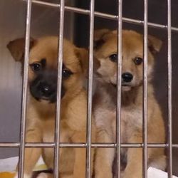 ティアハイムオープンシェルター里親会（12/20、12/23） サムネイル3