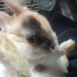 【里親様決定しました】11月生子ウサギ（まさむね）