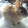 【里親様決定しました】11月生子ウサギ（まさむね） サムネイル3