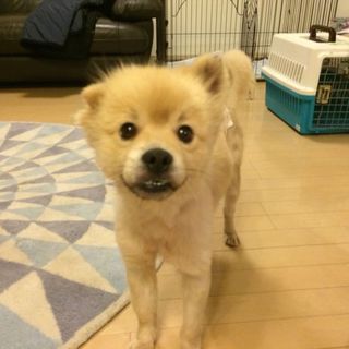 「いくら」やや怖がり、人に付いて歩く甘ったれです