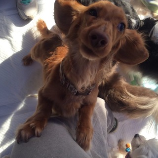 ダックスフンドのオリナちゃん