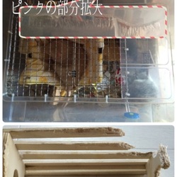 「齧りやデグー」サムネイル3