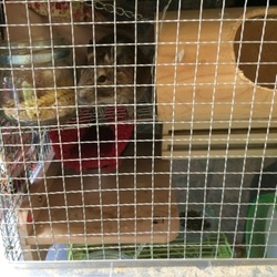 「齧りやデグー」サムネイル2