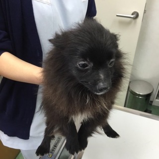 ポメラニアンのカブィくん