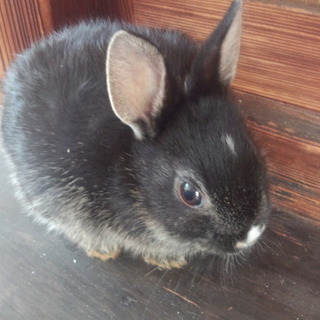 【里親様決定しました】11月生子ウサギ（たけぞう）