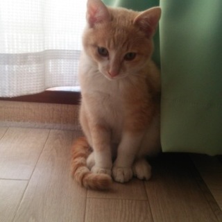 捨猫を保護してます。生後５ヶ月のオス。