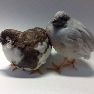 ヒメウズラの里親様を募集します！