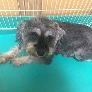 シュナウザーの女の子人懐こいです