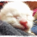 12/15生まれの白い子猫ちゃん