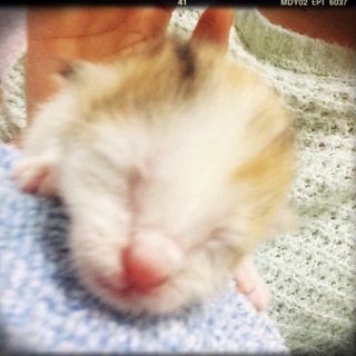 12/15生まれのミケの子猫の里親募