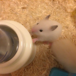 ゴールデンハムスターの女の子の里親募集！
