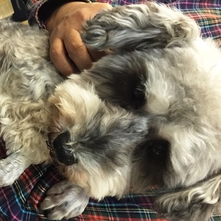 シュナウザーの女の子