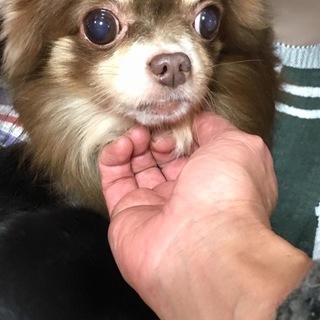 チワワのスチュアートくん